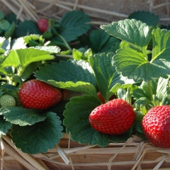 Fragaria ananassa seascape