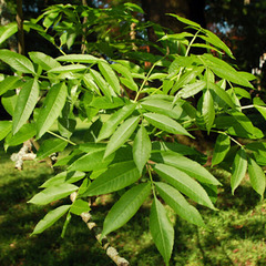 Fraxinus excelsior