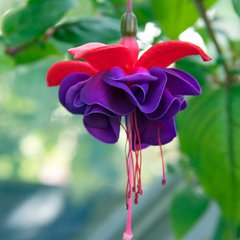 Fuchsia