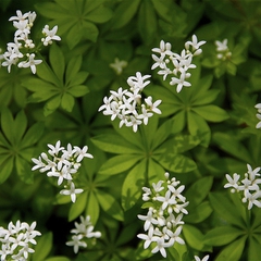 Galium odoratum