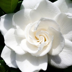 Gardenia jasminoides aimee