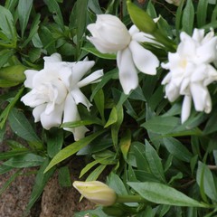 Gardenia jasminoides frost proof