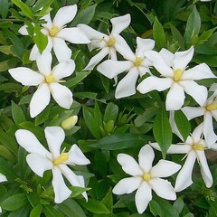 Gardenia jasminoides radicans