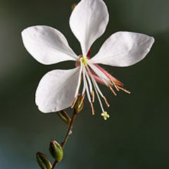 Gaura lindheimeri