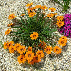 Gazania krebsiana