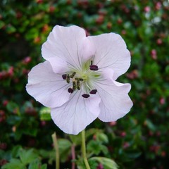 Geranium farreri