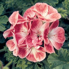 Geranium hybirds