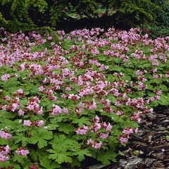 Geranium ingwersen