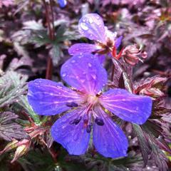 Geranium pratense dark reiter