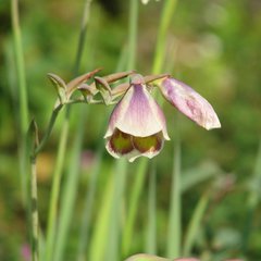 Gladiolus papilio