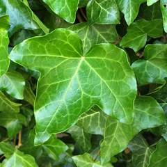 Hedera helix