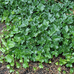 Hedera helix thorndale