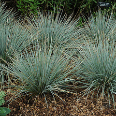 Helictotrichon sempervirens sapphire