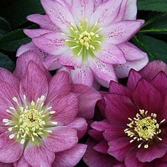 Helleborus ballerina ruffles