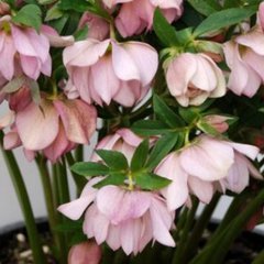 Helleborus x hybridus cotton candy