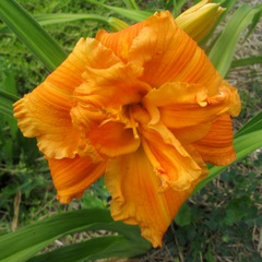 Hemerocallis double orange blossom