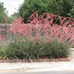 Hesperaloe parviflora