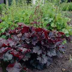 Heuchera micrantha palace purple