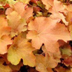 Heuchera x caramel