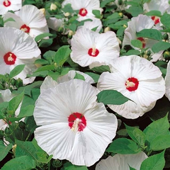 Hibiscus moscheutos