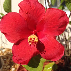 Hibiscus santana