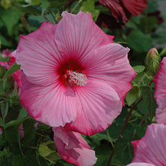 Hibiscus sweet caroline