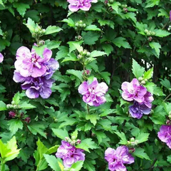 Hibiscus syriacus