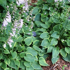 Hosta abby