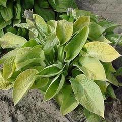 Hosta abiqua ariel