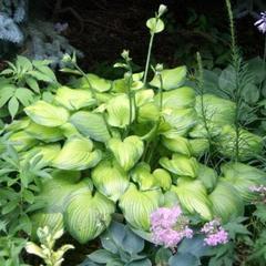 Hosta guacamole