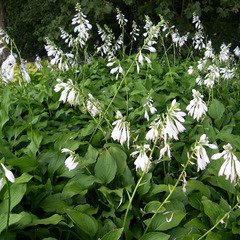 Hosta royal standard