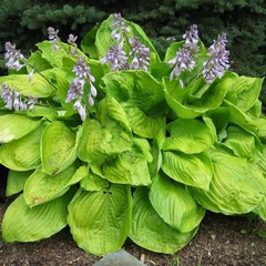 Hosta sum and substance