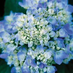 Hydrangea macrophylla bailmer