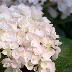 Hydrangea macrophylla blushing bride