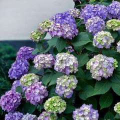 Hydrangea macrophylla piihm ii