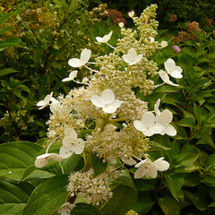 Hydrangea paniculata