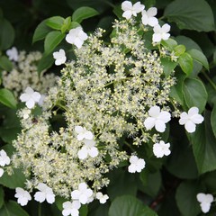 Hydrangea petiolaris