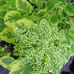 Hydrangea petiolaris mirranda