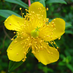 Hypericum