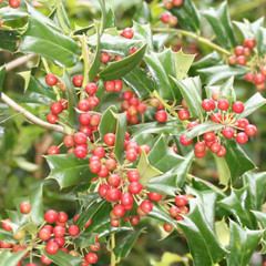 Ilex cornuta carissa