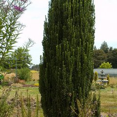 Ilex crenata sky pencil