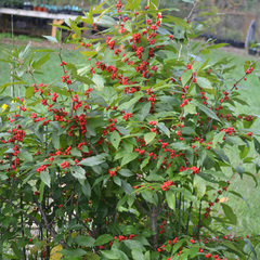 Ilex verticillata