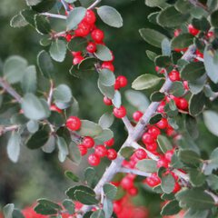 Ilex vomitoria