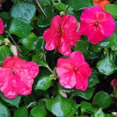 Impatiens hawkeri