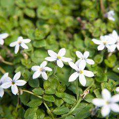 Isotoma fluviatilis