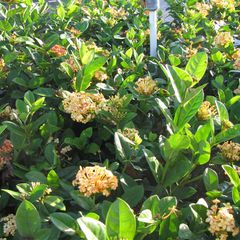 Ixora maui yellow