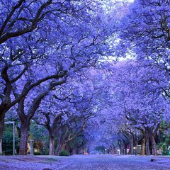 Jacaranda