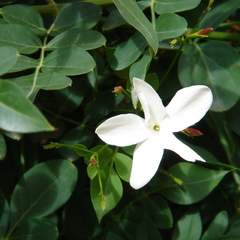 Jasminum grandiflorum