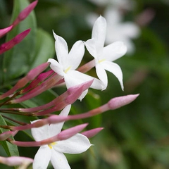 Jasminum officinale