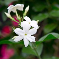 Jasminum sambac